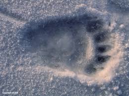polar bear prints