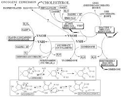 hmg coa reductase