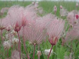 smoke plants