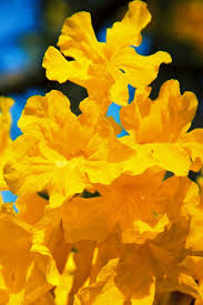 amarelo