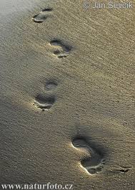 footprints in the sand images