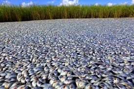 fish of louisiana