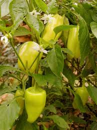 banana pepper plant