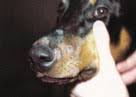 canine ringworm