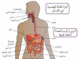 قسم العلوط الطبيعية