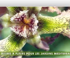 plantes a bulbes