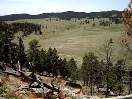 ponderosa pine forest