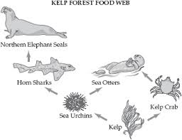 forest food chains