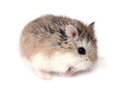 robo hampster