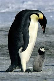 İLGİNÇ PENGUEN GÖRÜNTÜLERİ