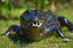 caiman croc