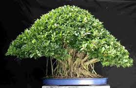bonsai ficus retusa