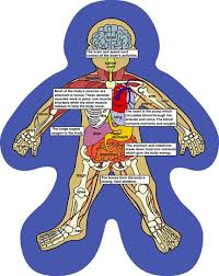 human body parts for kids