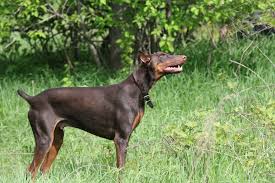 pinscher doberman