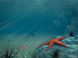 starfish