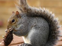 squirell