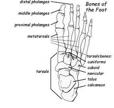 skeletal system coloring page