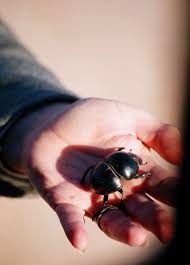 dung beetle