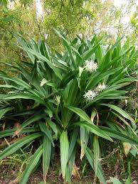 crinum queen emma