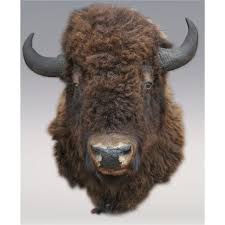 mounted buffalo heads