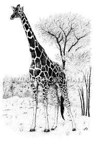 giraffe art