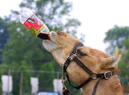 http://t0.gstatic.com/images?q=tbn:ISDkE4kGPdlw7M:http://funnyfunpages.com/animalfun_files/01.jpg