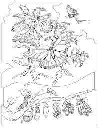 butterfly coloring books