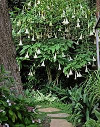 brugmansia tree