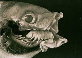alien parasite
