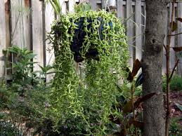 senecio radicans