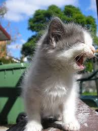 6a00c2252569968fdb00e398b0d3160003-500pi