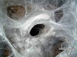 pterinochilus murinus