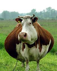 fat_cow-1.jpg