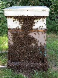 bee pictures