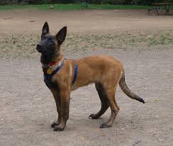 Belgian Malinois