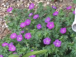 geranium plant