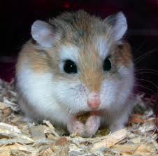 robo hampster