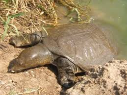 small turtles