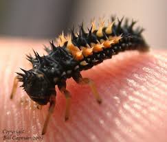 ladybird beetle larvae