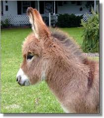 miniture donkey
