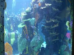 pics of mermaids