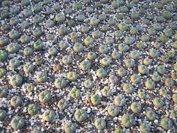 grow peyote