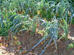 leek seeds