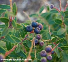 blueberry leaves