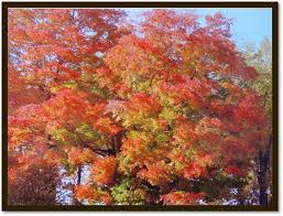 fall leaves