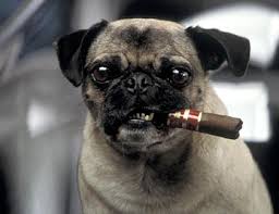 mops hond
