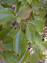 camphor leaves