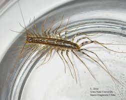 centipede