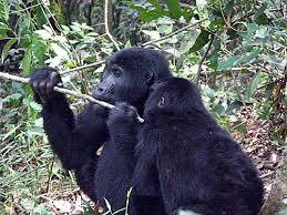 gorillas behavior