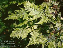 cystopteris